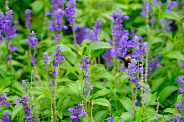 Obraz premium a vivid carpenter bee feeding nectar from small purple delphinium flower in wild garden field