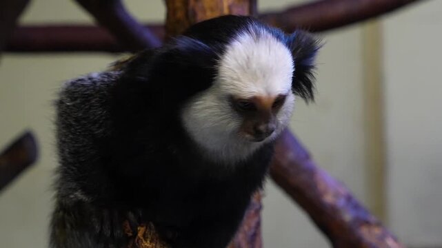 Close up of a white beard tamarin monkey head watching and turning his head
