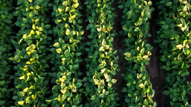 Top Down Drone Flight Above Soybean Rows at Golden Hour