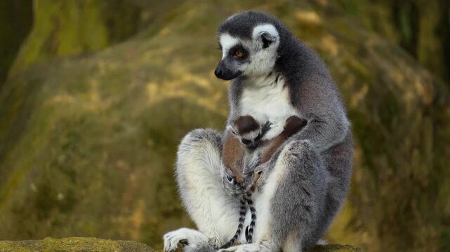 close up of a Ring-tailed or lemur with babies sitting on a rock on a sunny summer day taking cars