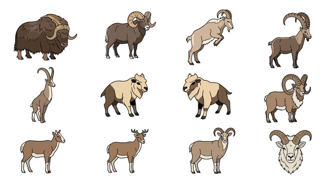 Set of horned mammals including rams and mountain goats.