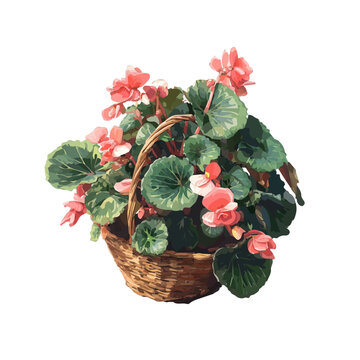 Begonia Basket, watercolor design element isolated on white background