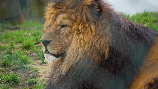 close up of a male lion head resting on a meadow ona sunny spring day and watching