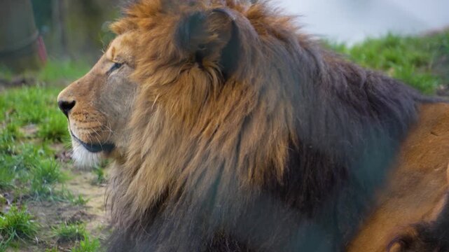 close up of a male lion head resting on a meadow ona sunny spring day and watching