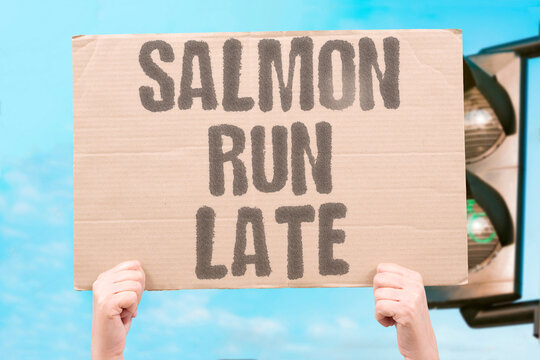 "Salmon Run Late" River temperatures delay upstream journey. SALMON. RUN. LATE. RIVER. TEMPERATURE.