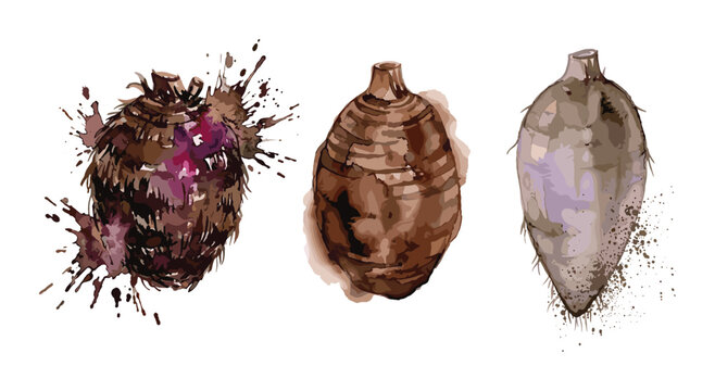 Hand-drawn taro root vegetable tubers in artistic watercolor splash style.