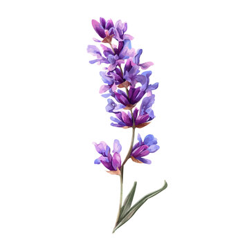 Hand-painted watercolor artwork of Lavender Flower, isolated on white background
