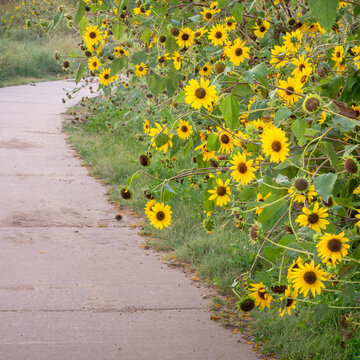wild sunflowers along a biking trail in Fort Collins, Colorado, late summer scenery