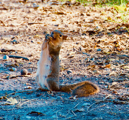 squirrel on the ground © Kate