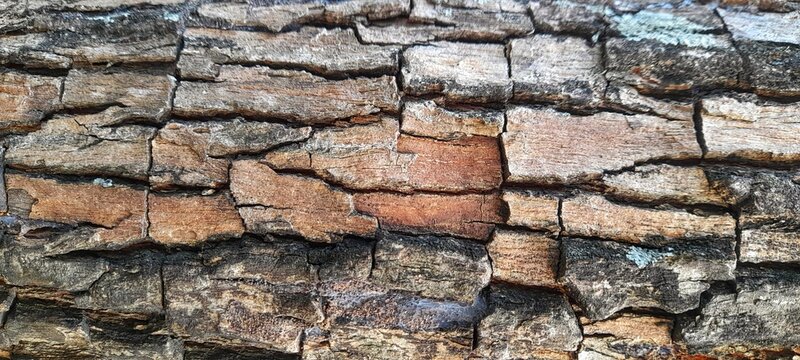 old wood texture
The image can be used for backgrounds, wallpapers, designs, and more.