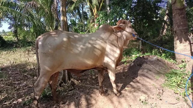 A healthy light-brown or cream-colored Brahman cross bull stands calmly in a rural tropical field surrounded by coconut trees, looking around and flicking its tail
