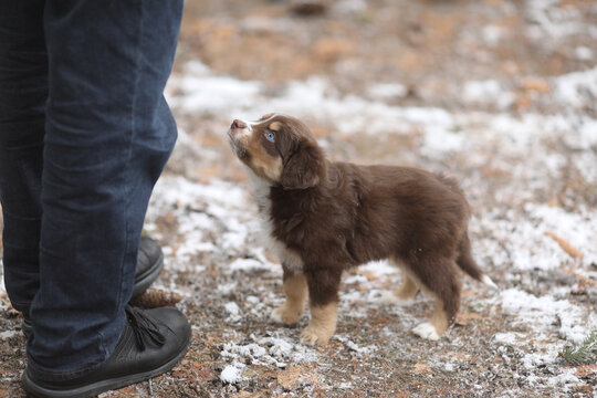 A brown and white puppy is standing in front of a person wearing blue