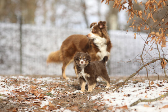 A small brown and white dog is standing next to a larger brown and wh