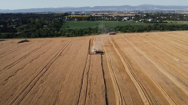 Aerial drone view of a combine harvester working in a large wheat field during harvest