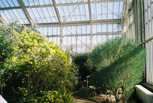 Sunlit Plants in the Glass Greenhouse