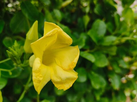Yellow allamanda flower blooming in a lush green garden with allamanda botanical blooming greenery tropical climbing close-up sunlight ornamental background landscape colorful environment