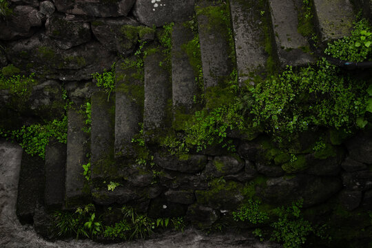 moss on the wall