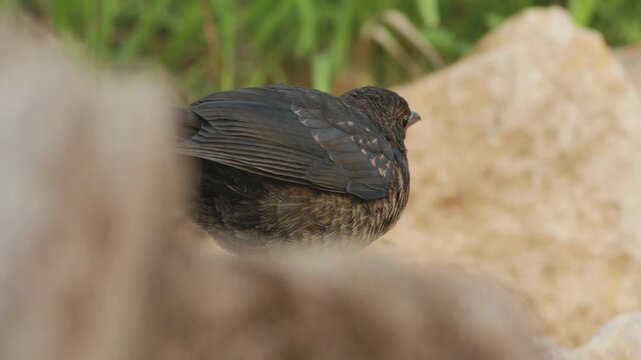 Juvenile Eurasian blackbird (Turdus merula) framed by rocks with cinematic bokeh