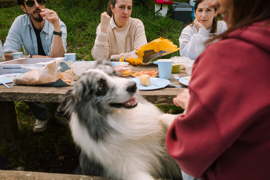 Dog At Family Picnic