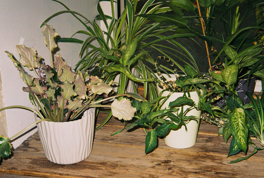Houseplants crowded together on a worn wooden shelf