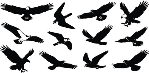 Fototapeta premium Flying Eagle Silhouette Collection Featuring Soaring Bald Eagles Hunting Raptors in Flight Wildlife Black Vector Illustration Set