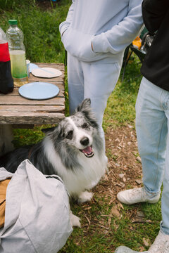 Border Collie Outdoors