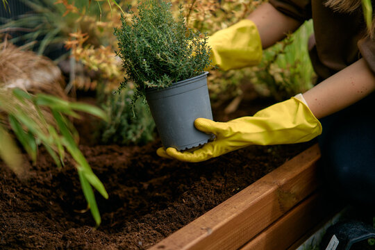 Gardener Planting Small Herb Seedling With Gloves Into Garden Soil 