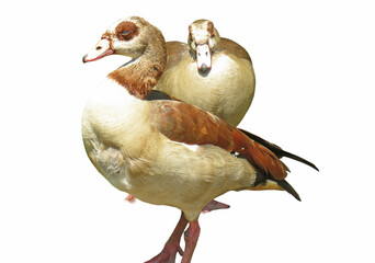 Two Egyptian geese isolated on white background © Herman Vlad