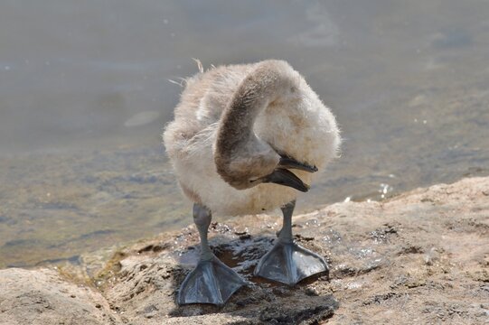 Cygnet preening with head tucked back