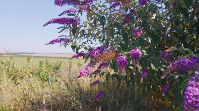 Slow motion detail of butterflies feeding on vibrant purple buddleja flowers with agricultural fields stretching into the distance under a clear blue sky, Cornwall, United Kingdom