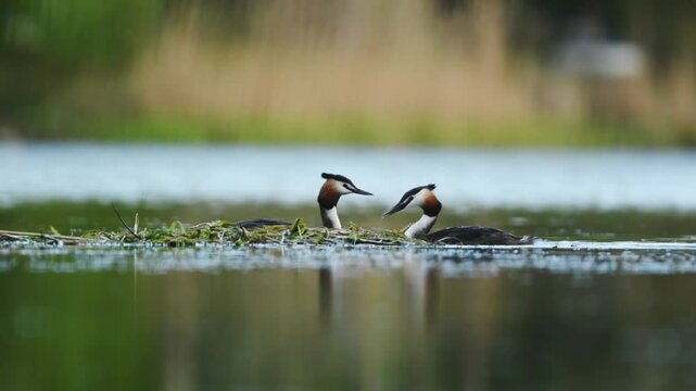 Great crested grebes build floating nest on calm lake water in spring One grebe brings weeds for the construction