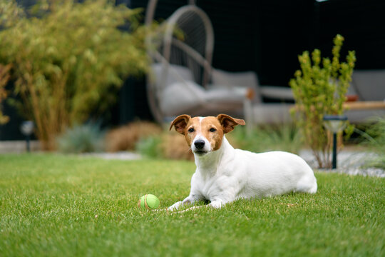 Jack Russell Dog Relaxing in Backyard Grass with Tennis Ball