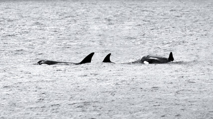 Three Orcas With Their Dorsal Fins (Orcinus Orca) © Leny Silina Helmig