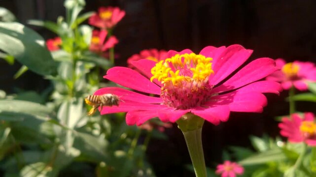 Honeybee collecting nectar from a vibrant pink Zinnia flower (Zinnia elegans) in the garden, Macro shot of a honey bee (Apis) landing on a bright red zinnia flower blooming outdoors