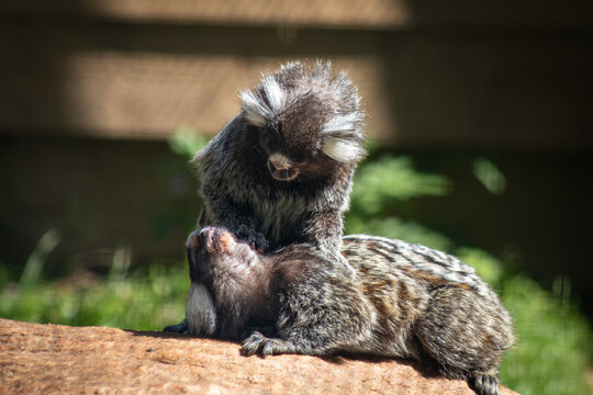     Common marmosets interacting while resting on a wooden branch in sunlight at a zoo in Denmark. Cute small primates displaying social behavior in a naturalistic environment.