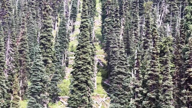 Whistler Mountain Forest from the chairlift, Blackcomb mountain in British Columbia on a sunny summer day