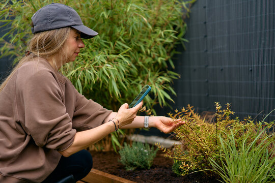 Woman Gardener Taking Photos Of Plants In Raised Garden with phone