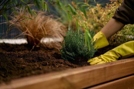 Gardening Planting Thyme in Raised Bed With Yellow Gloves Tending Herb