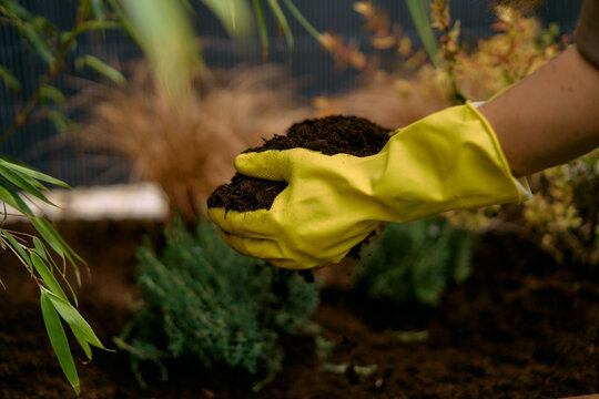 Hands in Yellow Gloves Holding Rich Compost Soil 