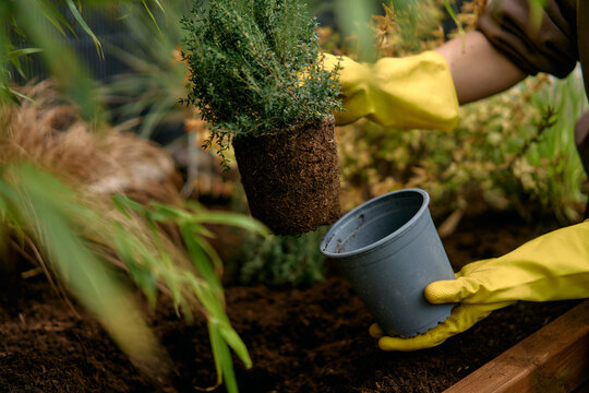 Gardener Planting Small Herb Seedling With Gloves Into Garden Soil 
