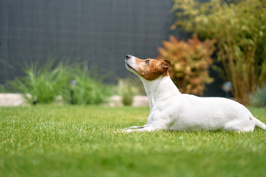 Jack Russell Dog Relaxing in Backyard Grass with Tennis Ball