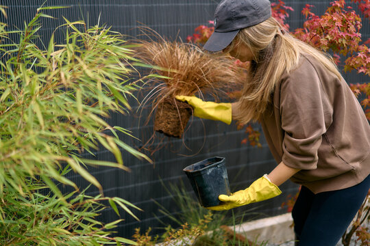 Gardener Planting Small Herb Seedling With Gloves Into Garden Soil 