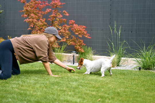 Woman Training Jack Russell Terrier in Backyard Grass 