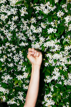 Raised Fist Among Blossoms