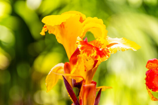 Canna indica pertenece a la familia Cannaceae.