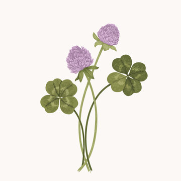 Purple clover flowers with green leaves on white background