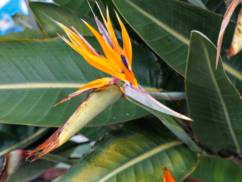 A vibrant Bird of Paradise flower, Strelitzia reginae blooming with bright orange and blue petals amidst large green tropical leaves in San Diego,  California