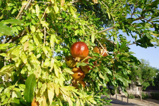 Morning soft light on pomegranate tree, Punica granatum, with ripe fruits and dense foliage, Phoenix, Arizona in summer