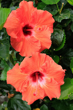 Two beautiful blooming orange hibiscus flowers with red centers and yellow stamens surrounded by lush green leaves in a garden