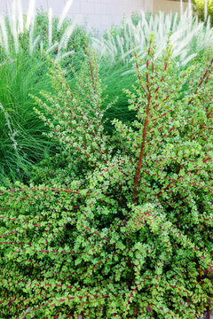 Elephant Bush (Portulacaria afra) shrub with reddish-brown woody stems and tiny, fleshy, rounded green leaves along with Fountain Grass (Cenchrus setaceus), Phoenix Arizona, backlit shot
